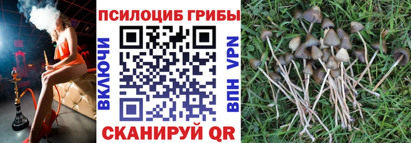 дарнет шоп  Шимановск  Галлюциногенные грибы Psilocybe 